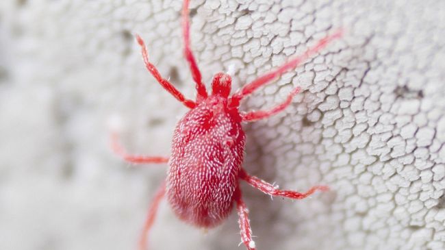 Ragnetti rossi, sono tornati: ecco i consigli per allontanarli