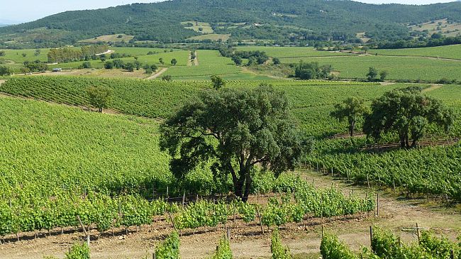 Vinitaly: il Chianti Classico protagonista a Verona