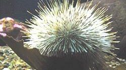 Tossine nei ricci della Meloria