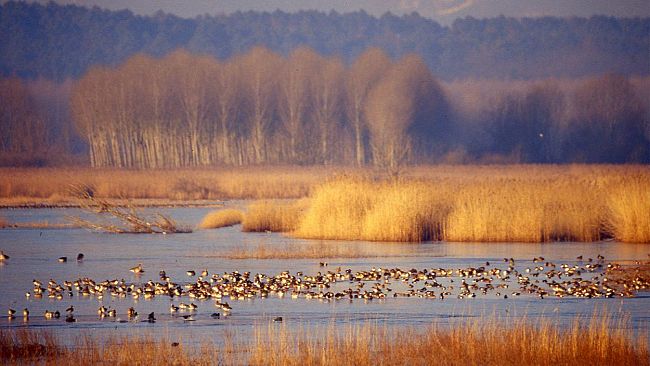 Padule di Fucecchio: processo partecipativo su depuratore, uso delle risorse idriche e sviluppo dell'area