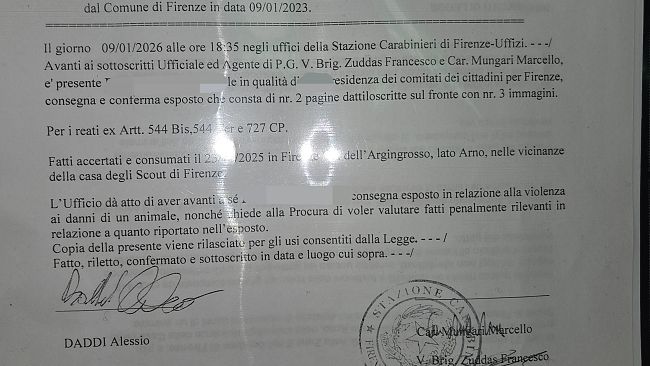 Vergogna a Firenze: gatto ucciso con i petardi