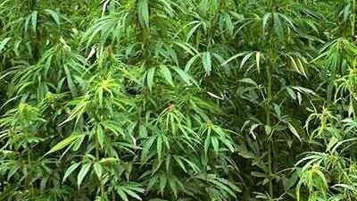 Regione: due mozioni per la tutela della filiera della canapa