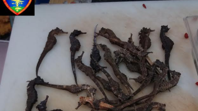 Cavallucci marini in vendita a Prato: sono specie protetta