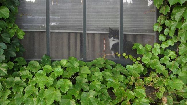 Bonus verde: detrazioni fiscali per riqualificare i giardini condominiali