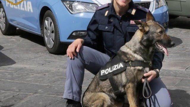 Cane poliziotto, fuori servizio, fiuta droga in un'auto parcheggiata