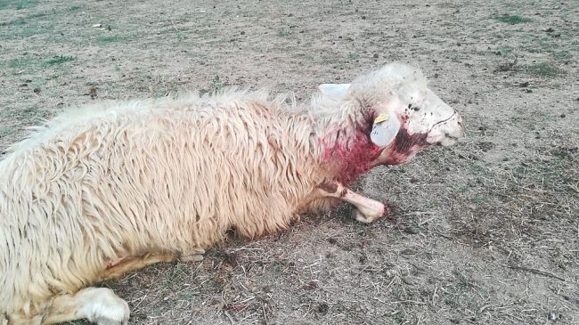 Indennizzi da predazione, è uscito il bando regionale