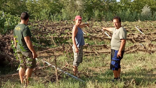 maltempo-in-valdelsa-vigneti-rasi-al-suolo-e-da-ripiantare