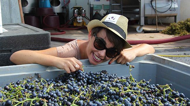 Cantine aperte in vendemmia: edizione dedicata ai più piccoli