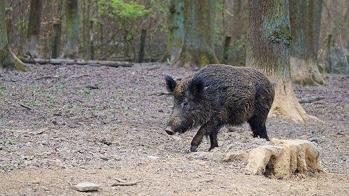 Cinghiali: è scontro tra Regione e Coldiretti