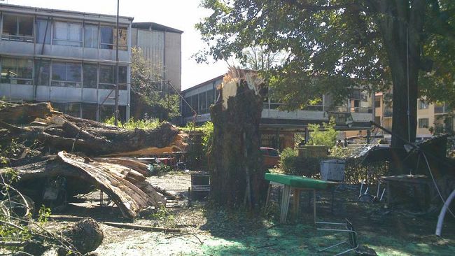 Danni maltempo, Parco dell’Albereta: l’assessore Bettini ringrazia i vivaisti di Pistoia