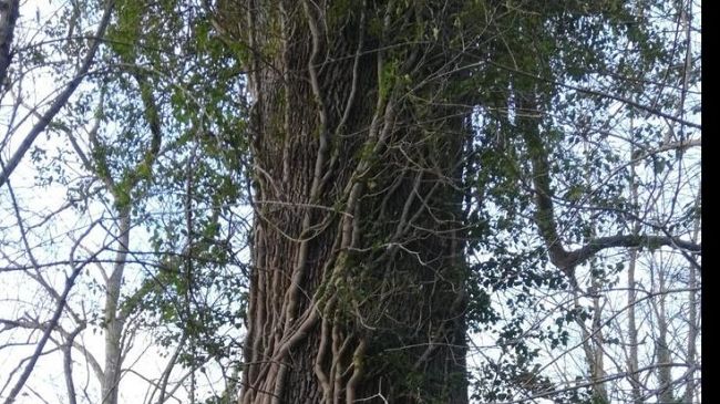 tutela-delle-foreste-dalla-regione-43-milioni