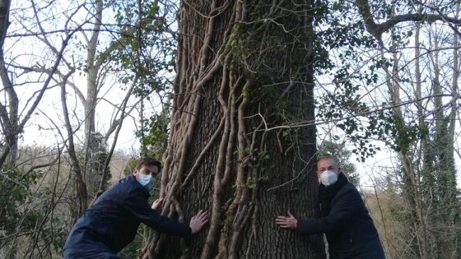 Alberi monumentali: il Comune di Firenze candida 19 esemplari