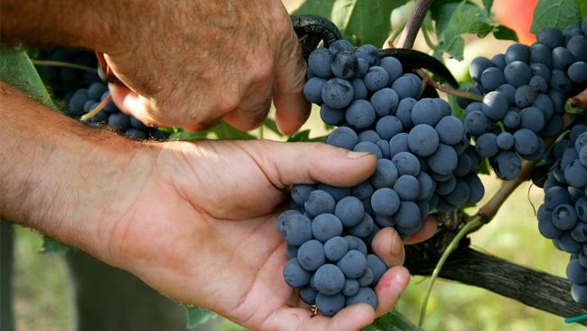 Vendemmia 2022 del Vino Chianti: super