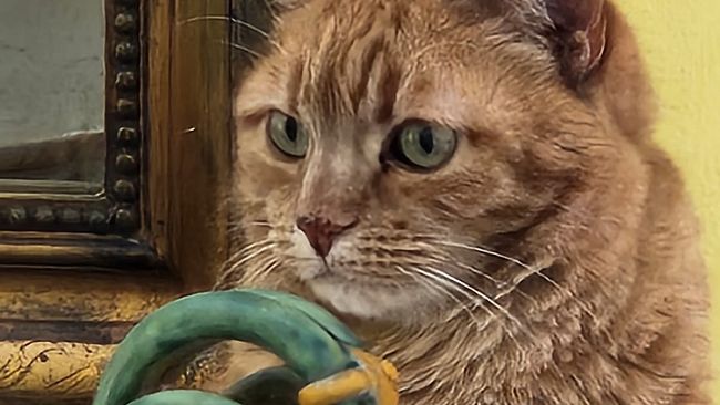 nuove-norme-sul-benessere-di-cani-e-gatti-nellue