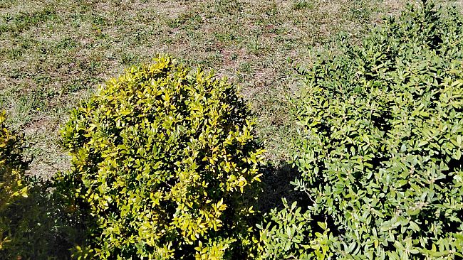 Giardini fiorentini più illuminati, c'è un piano di interventi