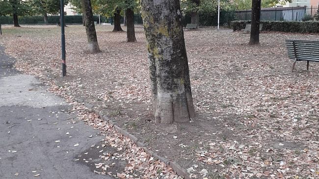 Alberi a Firenze: una risorsa, o un problema?