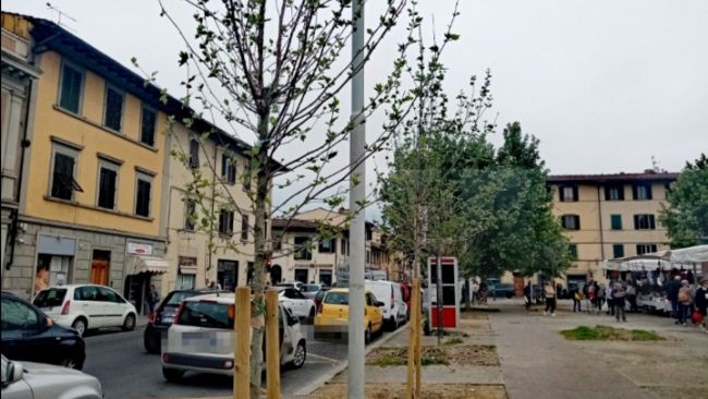 Galluzzo: nuovi alberi in piazza Acciaioli