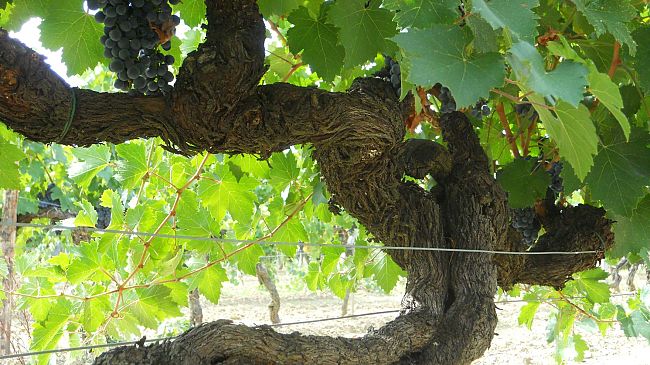 Crognolo, il primo Sangiovese di Tenuta Sette Ponti