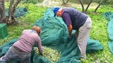 Annata scarica per il settore oleario ma la Toscana fa eccezione