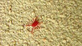 Invasione di ragnetti rossi, sono le femmine che escono per deporre le uova