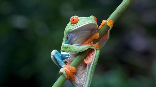 Salva un rospo, una rana o un tritone. Campagna del WWF Toscana