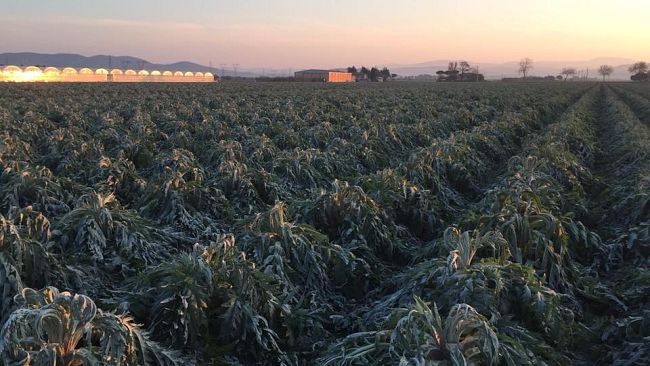 Maltempo: il gelo brucia i raccolti di carciofi e finocchi