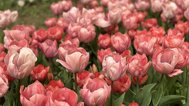 Campi: inaugurato il parco dei Tulipani al Convento delle Bettine