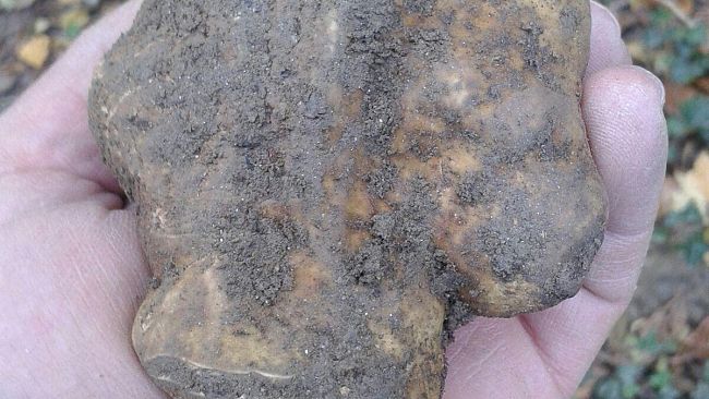 tartufo-bianco-della-lunigiana-nasce-nuova-area-geografica