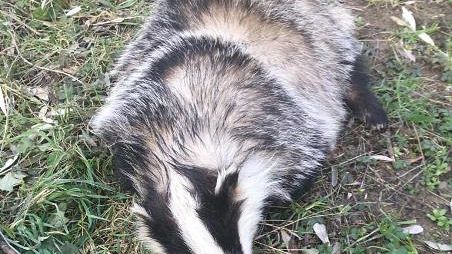 SOS animali selvatici: nel 2018 soccorsi 1.034 esemplari dall’Ausl centro