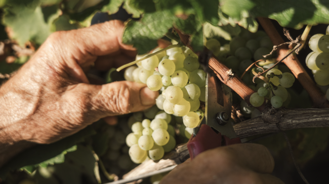 Il volto vulnerabile dell’agricoltura sotto il sole del 2026