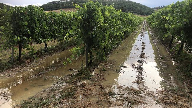 Maltempo: grandine oggi sui vigneti dell'Impruneta
