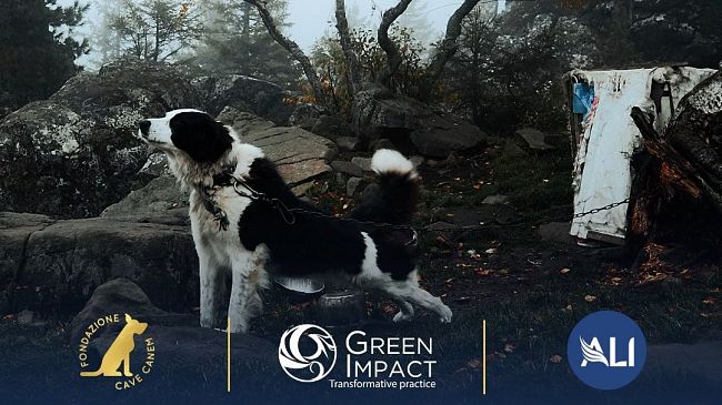 Vietato in Toscana tenere cani a catena fino al 30 settembre 2022