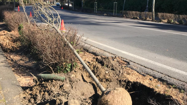 Firenze: nuovo progetto di mitigazione climatica e forestazione urbana