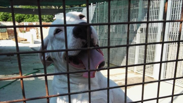 Italia 2020: nei canili un nuovo ingresso ogni 4 minuti