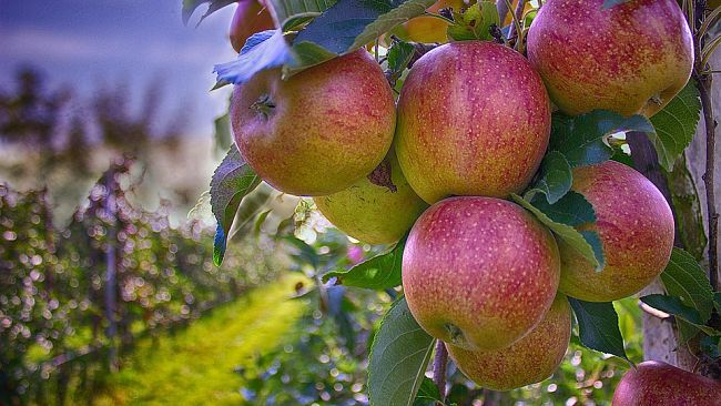 Frutta in Toscana: cala il consumo e calano i prezzi