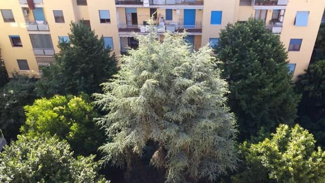 Taglio alberi in San Jacopino, protesta Sinistra Progetto Comune