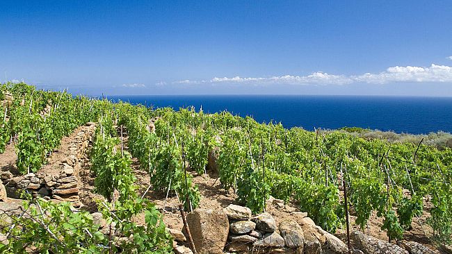 Maremma: la prima edizione della kermesse sul Vermentino