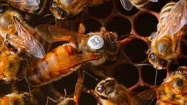 Domani la giornata modiale delle api