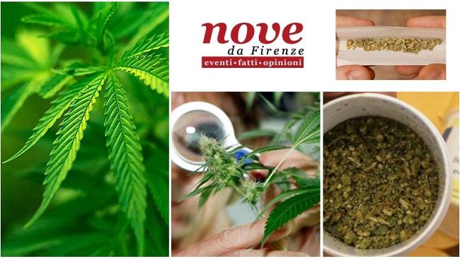 Speciale Cannabis in Toscana: dalla coltivazione al farmaco di Stato