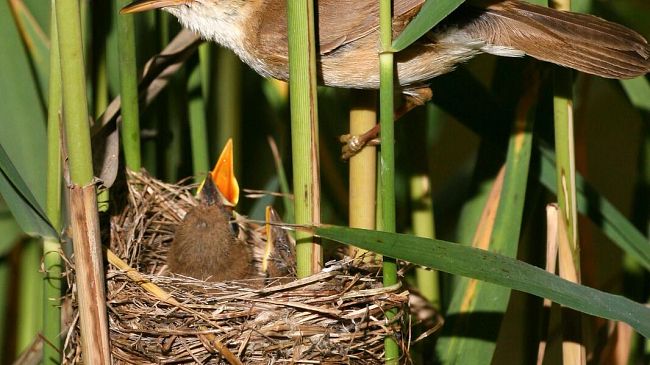Specie rare di uccelli e manutenzione dei fiumi: convivenza possibile?