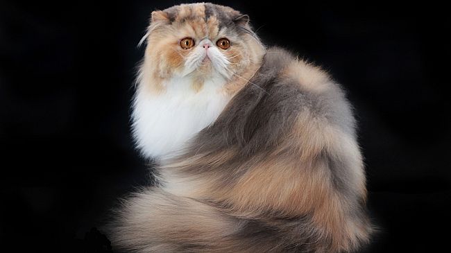 A Pisa i gatti più belli del mondo