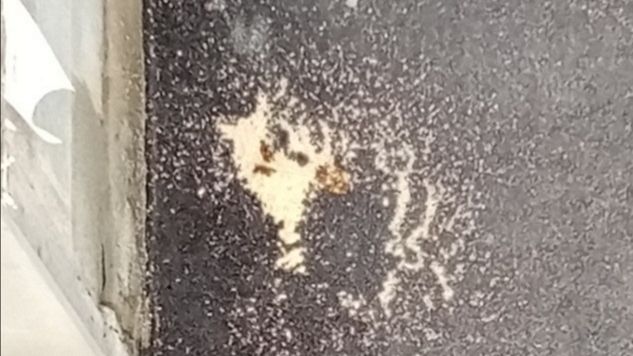 Troppe deiezioni canine a Firenze, il Comune prova a porre rimedio