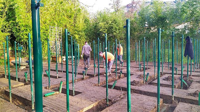 Al parco Collodi-Pinocchio è iniziato il restauro del Labirinto di Pietro Porcinai