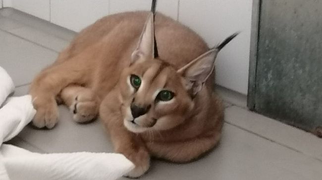 Lince del deserto in fuga nelle campagne da venerdì: presa