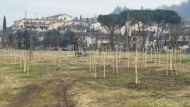 Plures Alia pianta 61 alberi nel parco di Baccaiano 