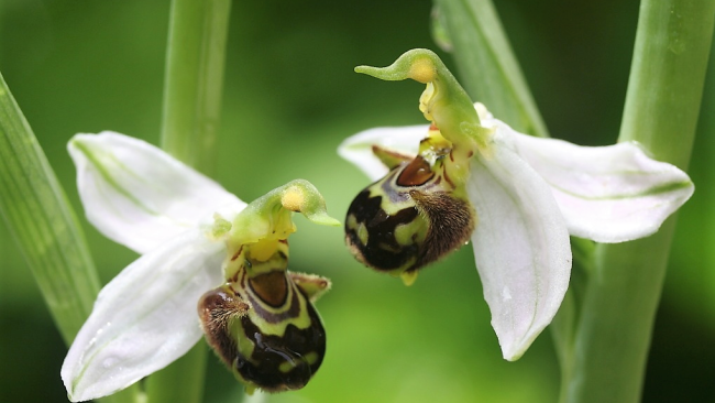 Padule di Fucecchio: martedì pomeriggio presidio davanti al Consiglio Regionale