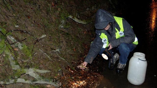 Anfibi: WWF cerca volontari per salvarli dalle strade