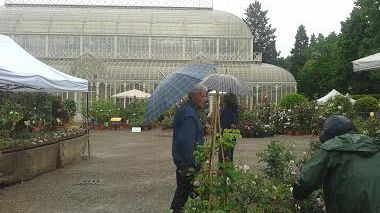 Mostra dei Fiori all'Orticoltura, piove ma la serra da un milione di euro resta chiusa 