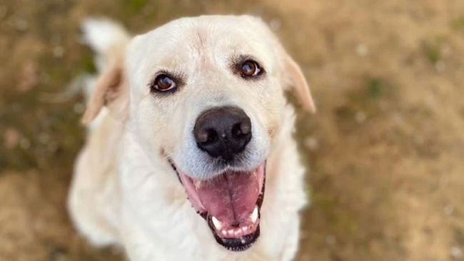 Adozione di sette cani, info dal Comune di Vinci