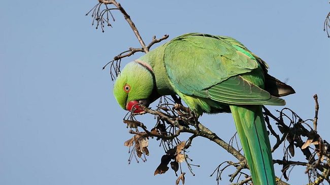 Allarme pappagalli verdi in agricoltura